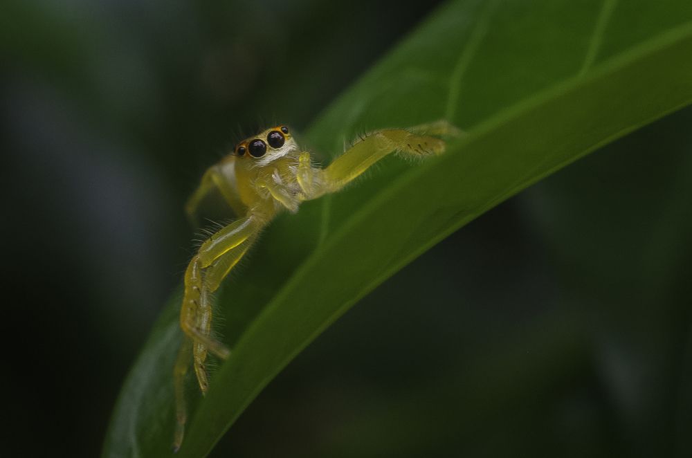 Photograph by avishka koralage