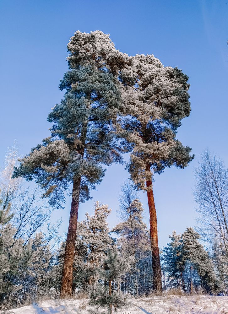 Photograph by Олеся Бронзова