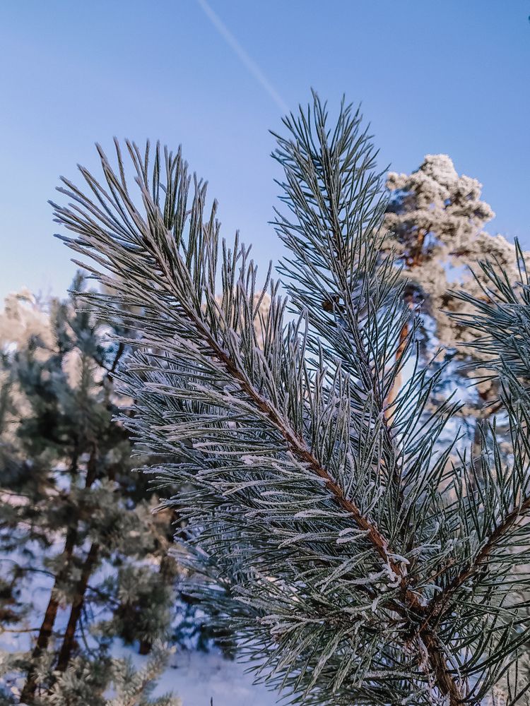 Photograph by Олеся Бронзова