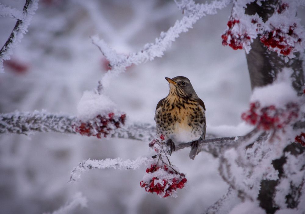 Photograph by Юлия Лушникова
