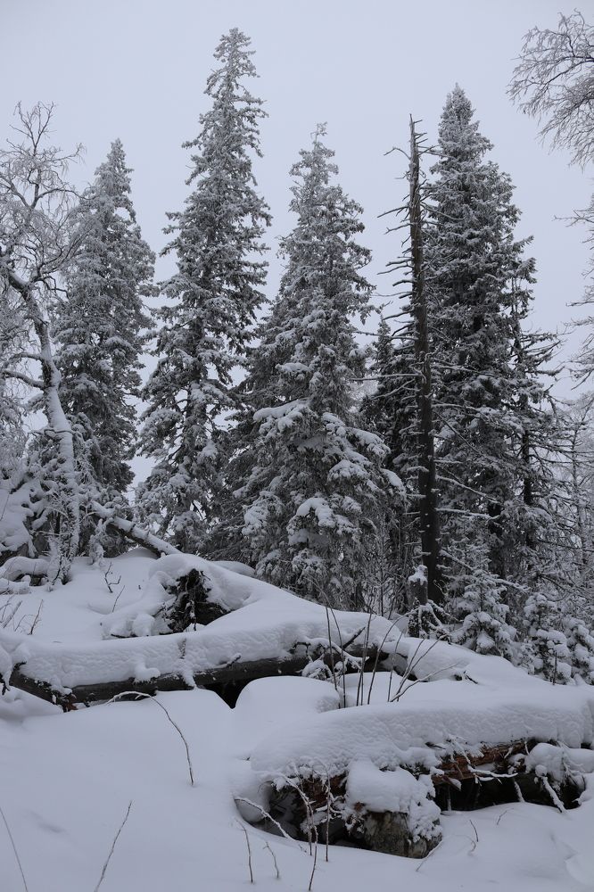 Фотография автора Веста Ягужинская