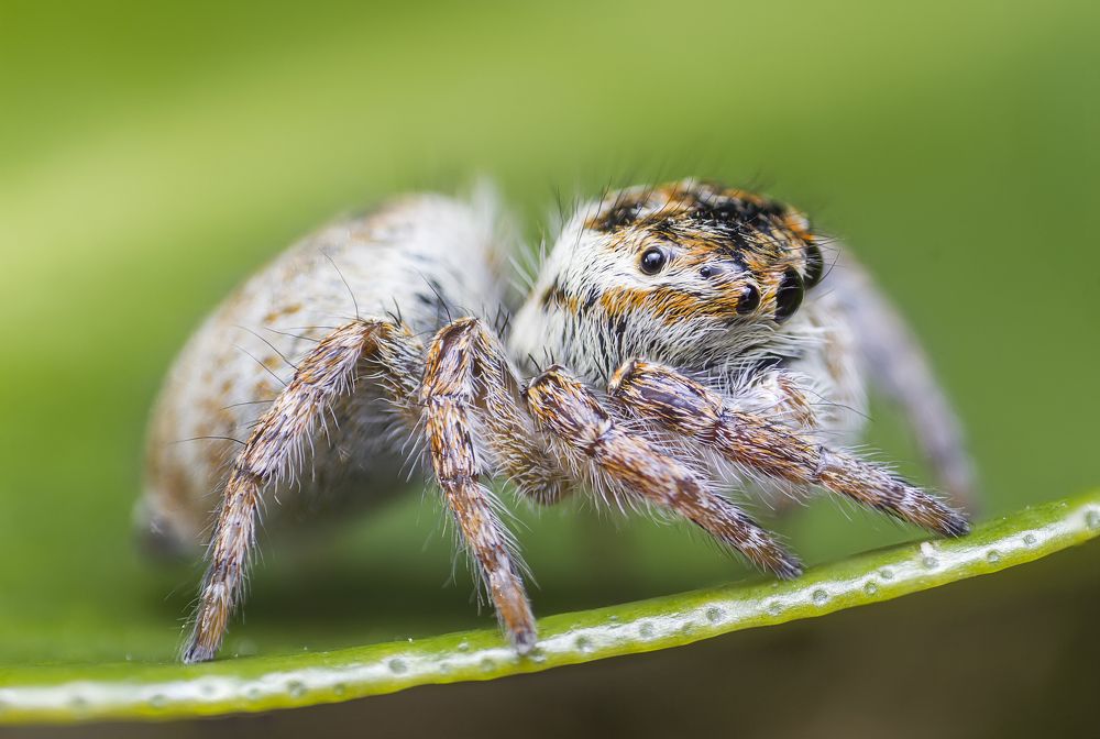 Photograph by Vaxo Janjgava