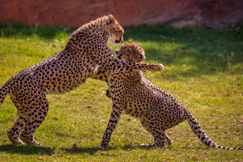 Photograph by Amar Habeeb