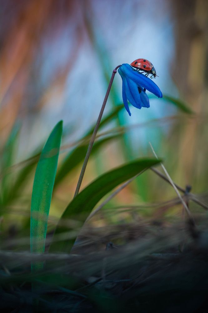 Фотография автора Роман Зайцев