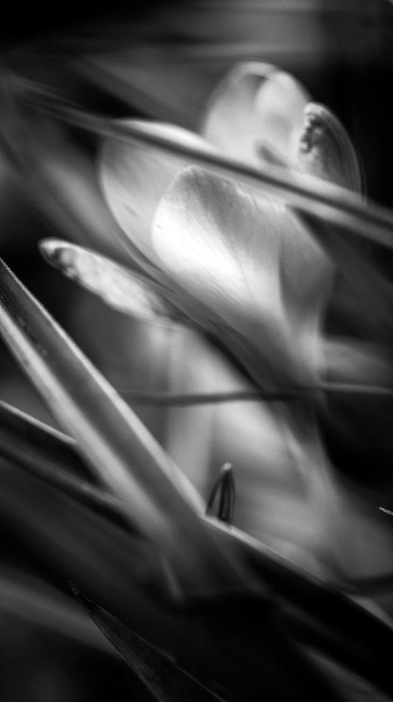 Photograph by Anastasia