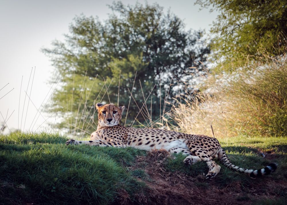 Photograph by Amar Habeeb