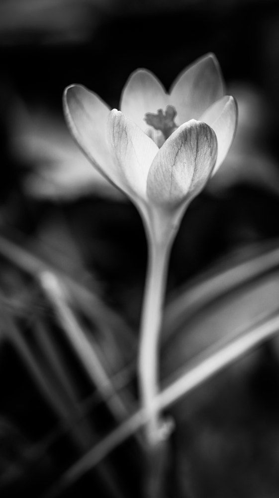 Photograph by Anastasia