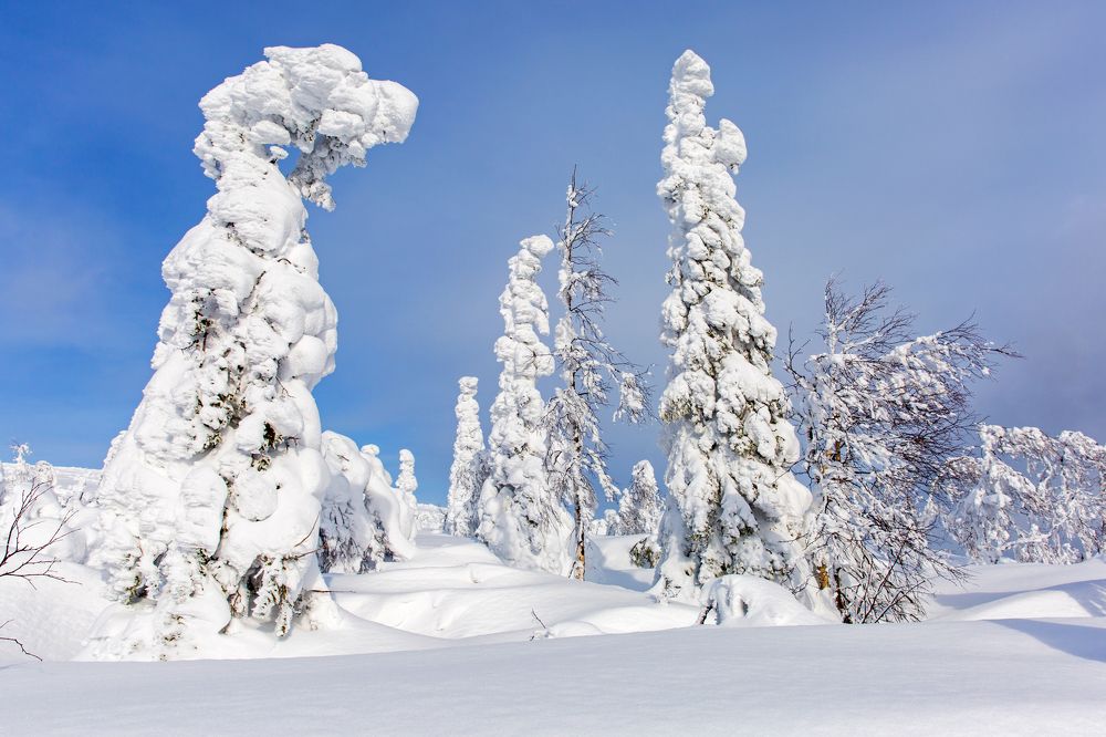 Снежный дракон