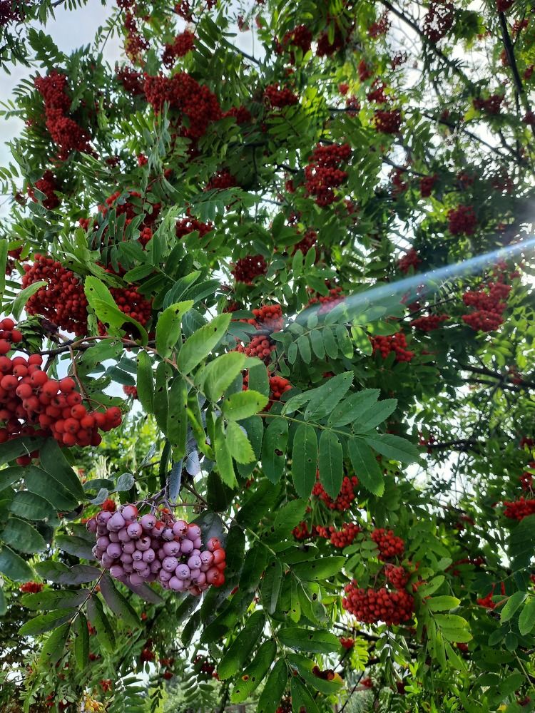 Photograph by Надежда Тузова