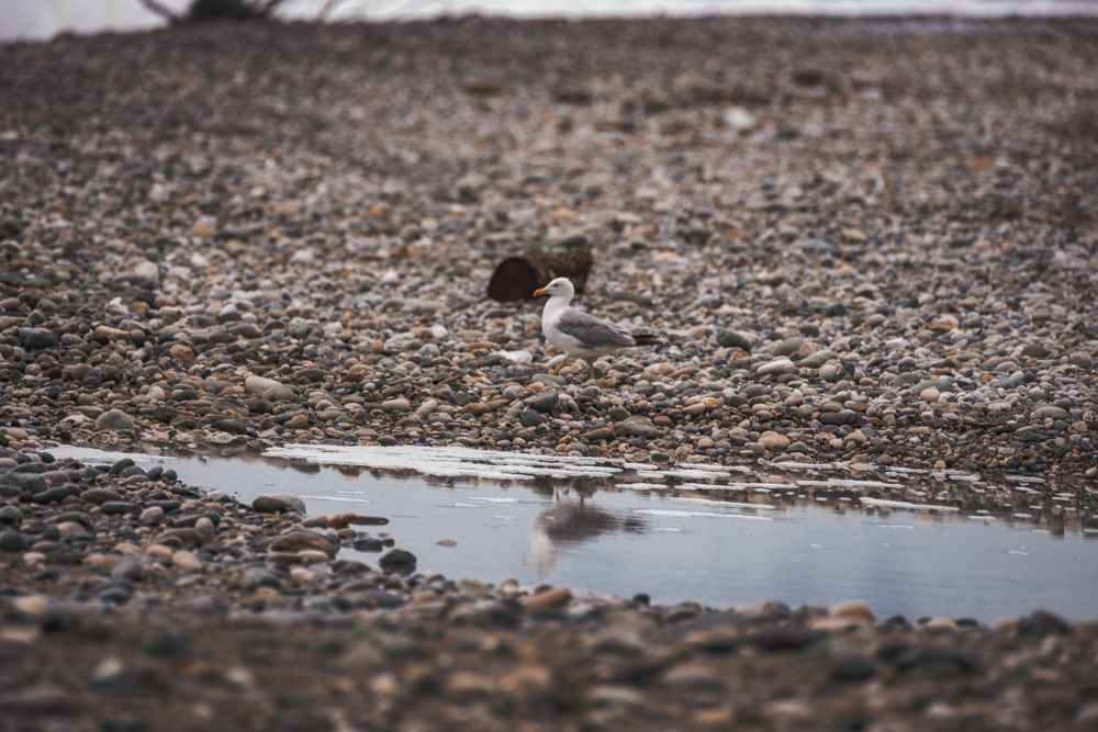 Photograph by Михаил Гулика