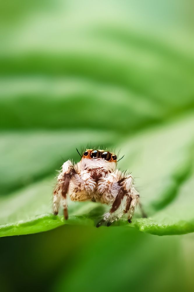 Photograph by Ahmad Shihab