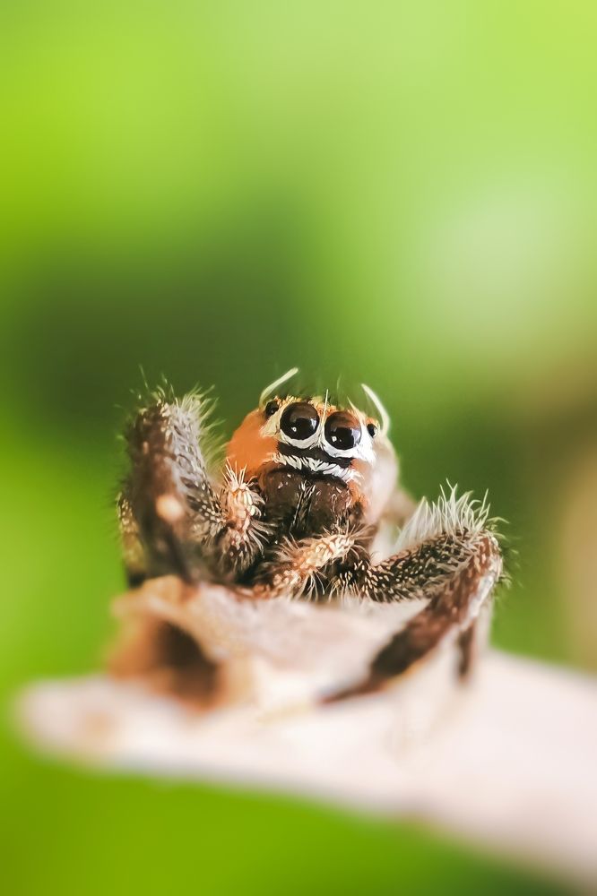 Photograph by Ahmad Shihab