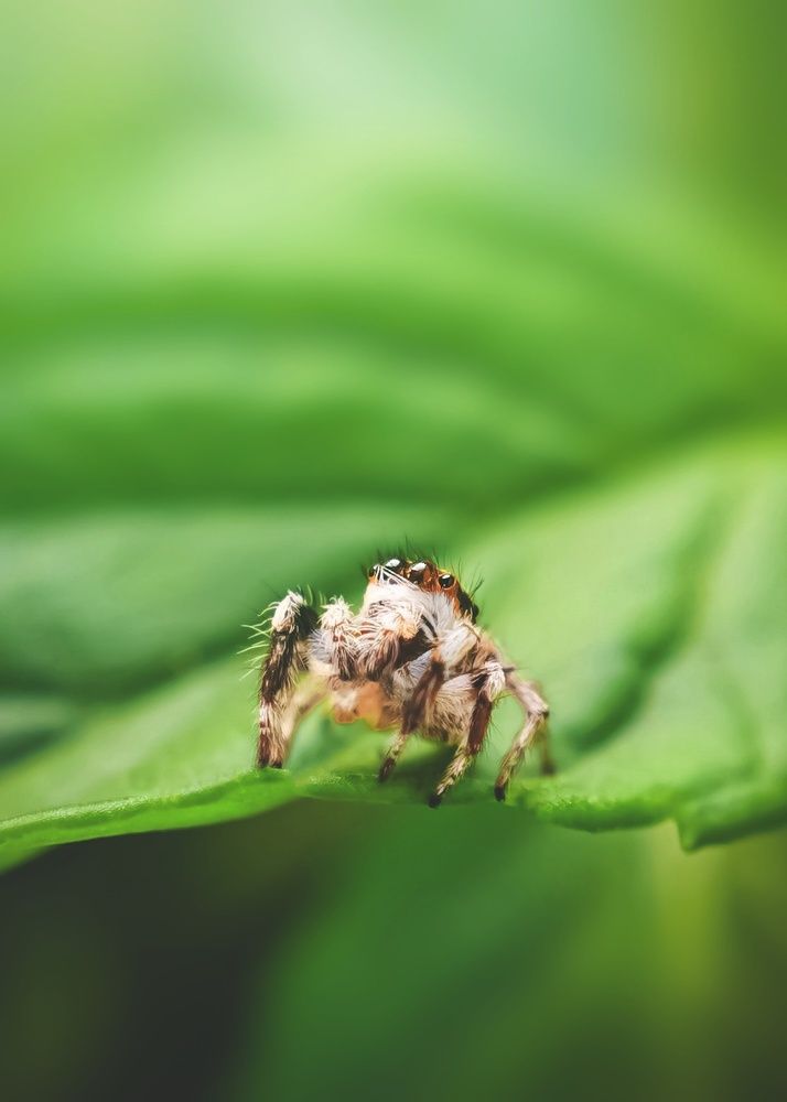 Photograph by Ahmad Shihab