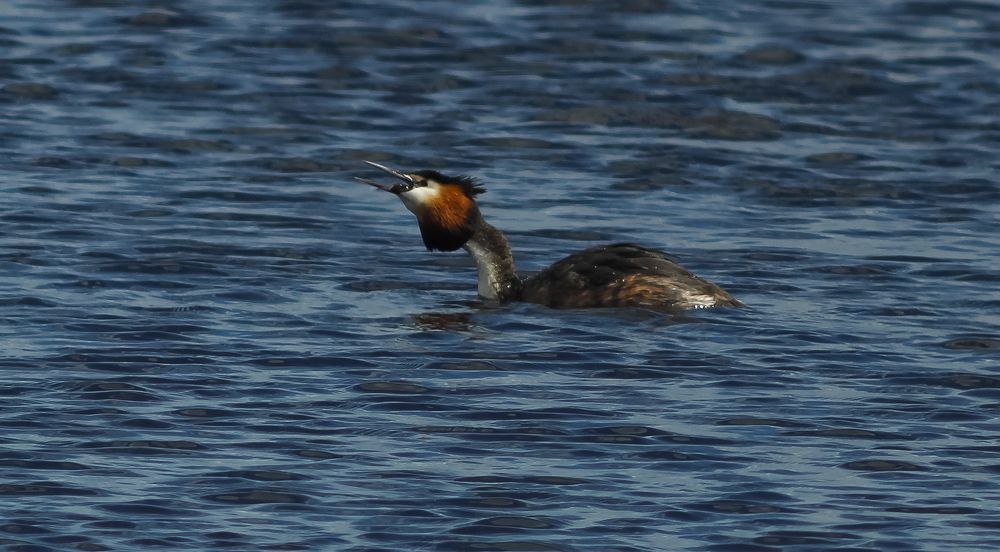 Grebe swallows its catch on the water of the bay