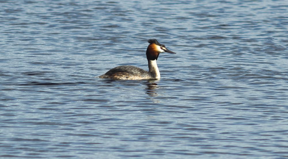 Grebe in spring on the river bay