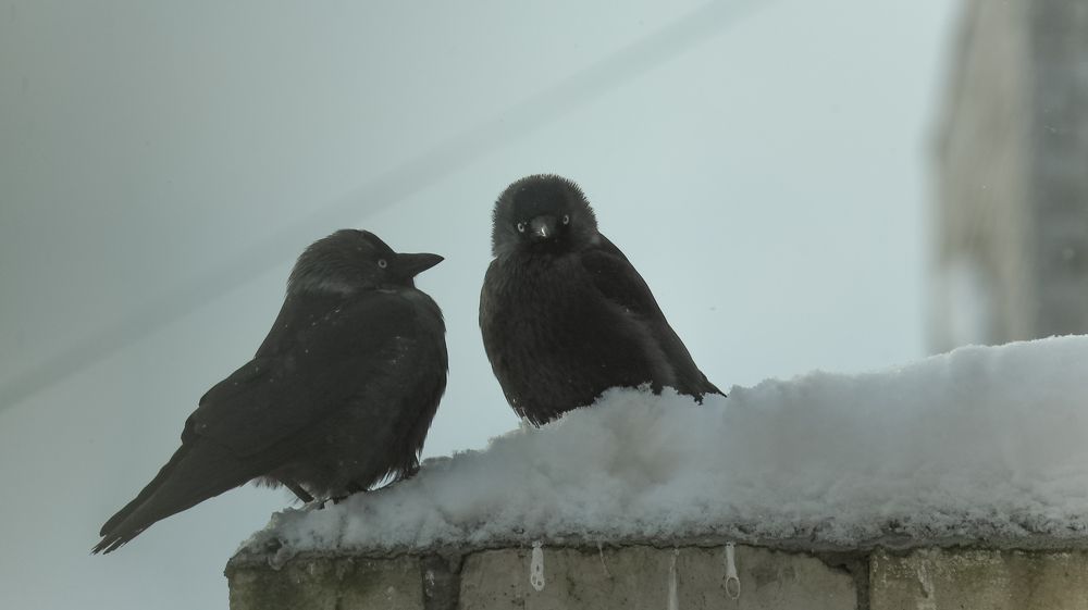 Two jackdaws on a brick wall with snow in winter