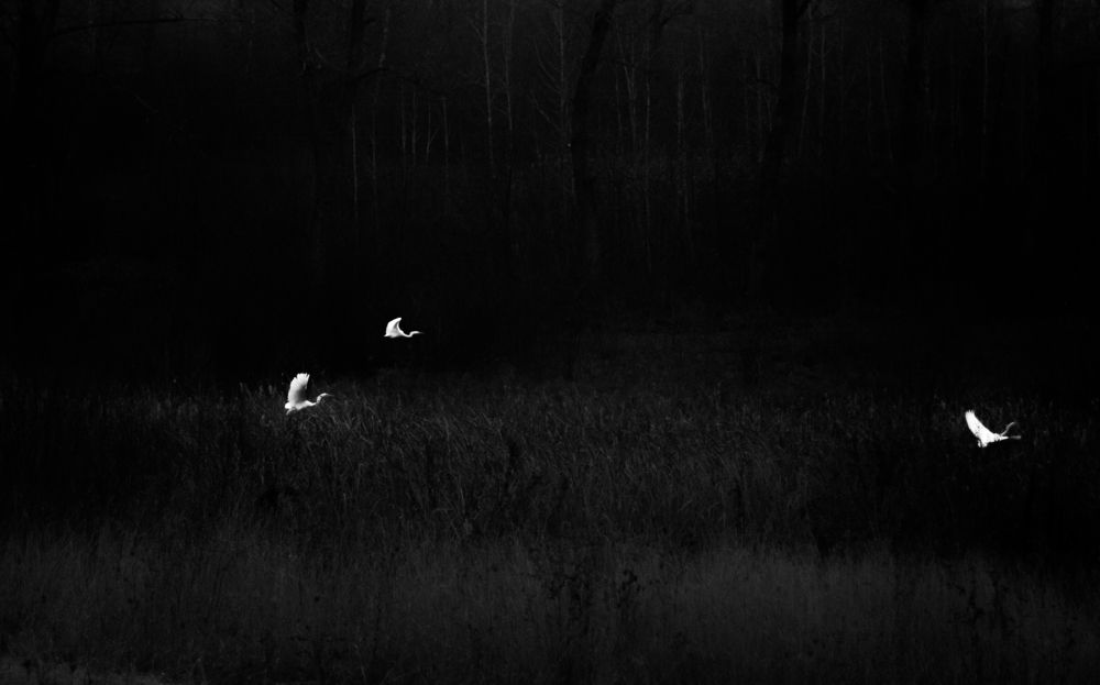 Photograph by Полина Килат