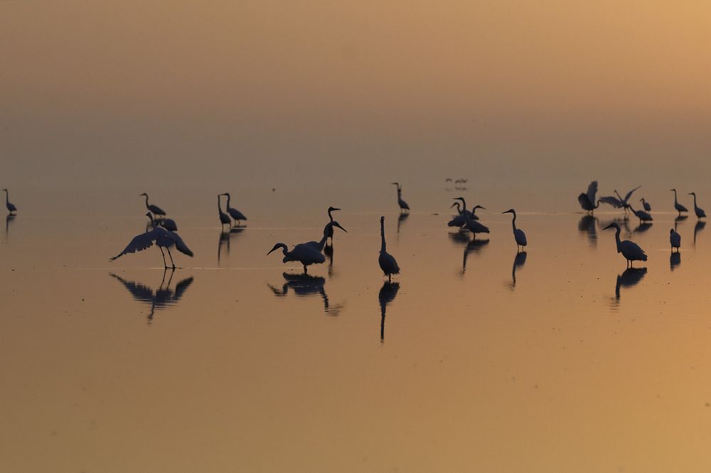 White herons reflected in the sea  surface
