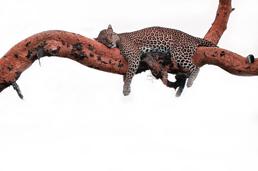 Photograph by Mohamed Tazi Cherti