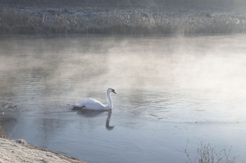 Куда приводят мечты