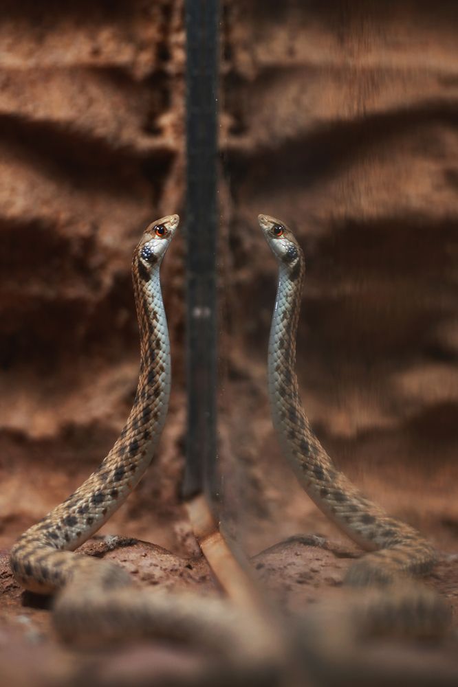 Photograph by Mohamed Tazi Cherti