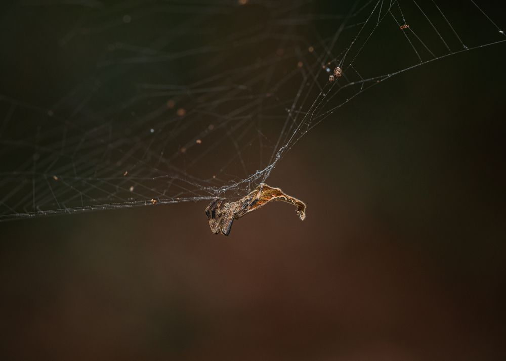 Photograph by Manjunath Acharya