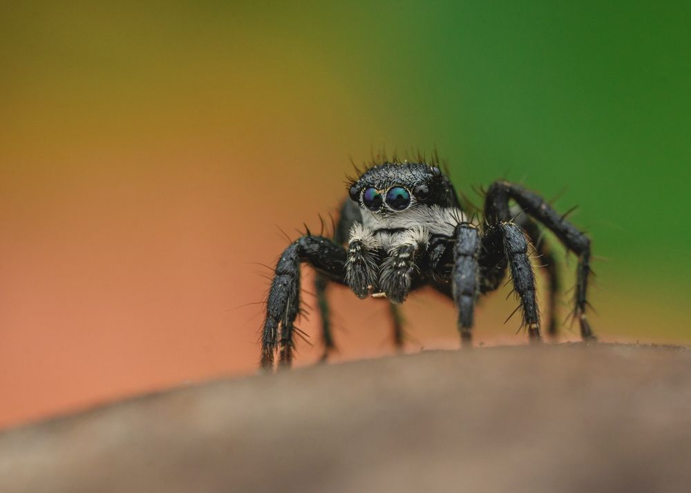 Photograph by Manjunath Acharya