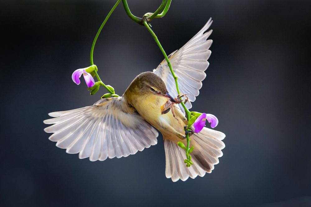 Photograph by Rin Võ