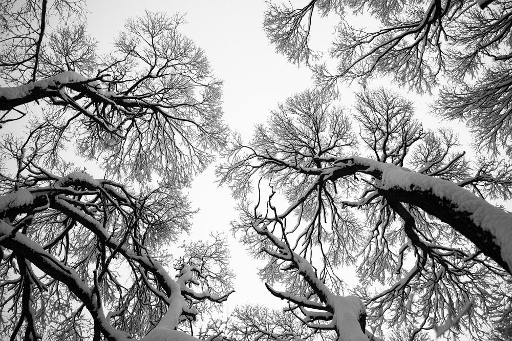 Photograph by Gene Oryx