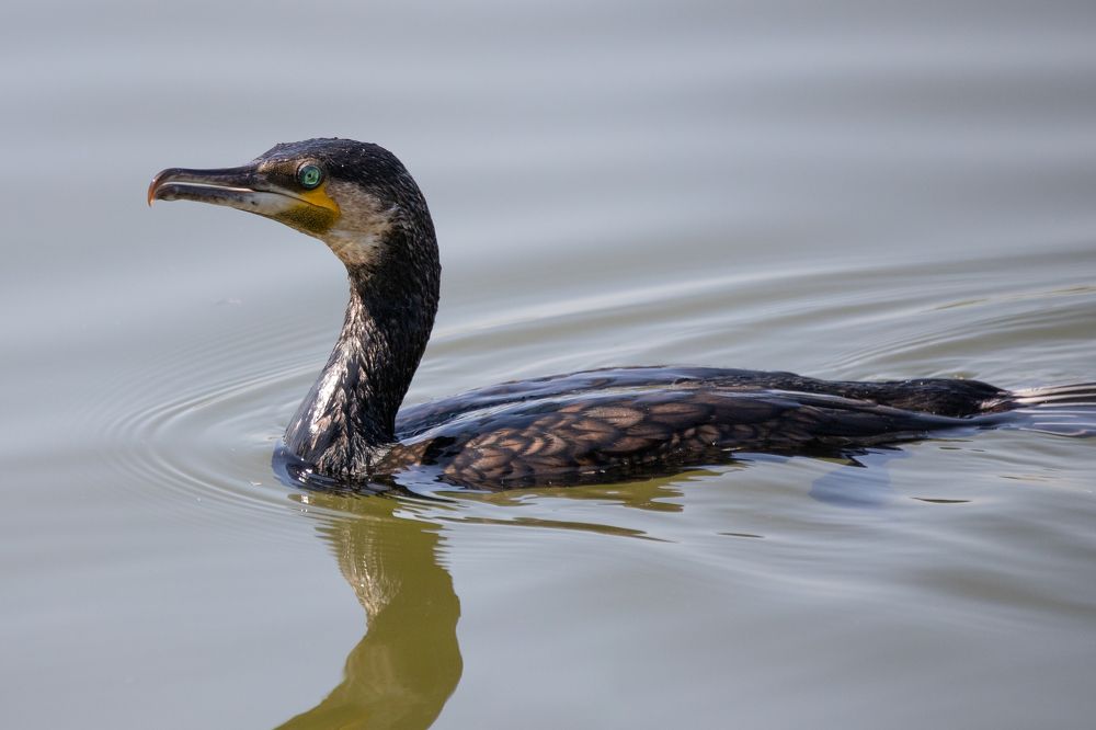 Photograph by Евгения Журавлева