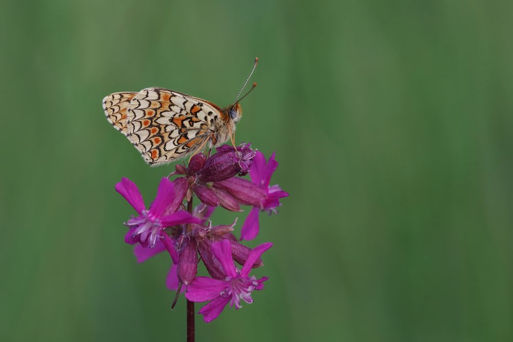 The largest Melitaea of the Old World.