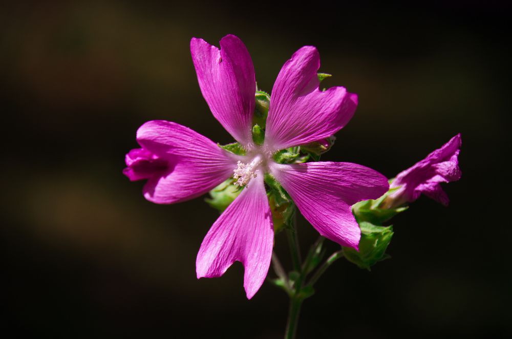 Фотография автора Hovhannes Nersisyan
