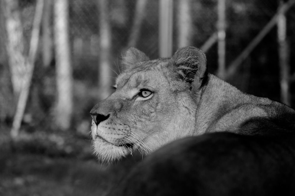 Photograph by Luka Mitrovic