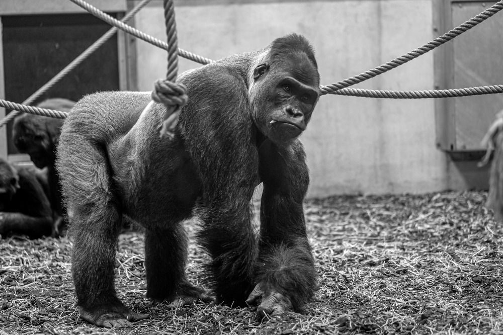 Photograph by Luka Mitrovic