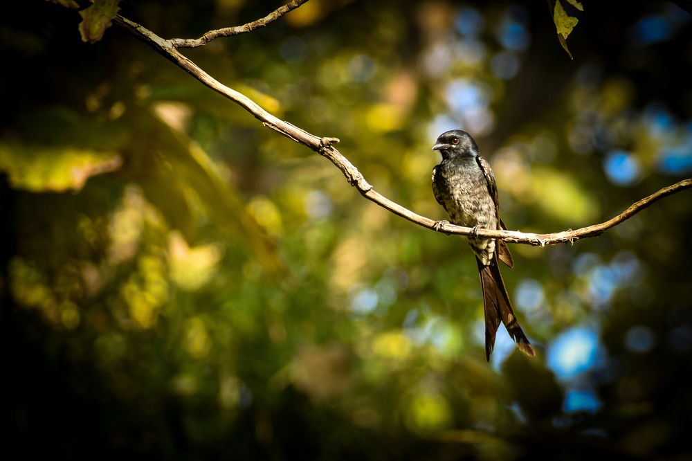 Photograph by Gudepu Manikanta