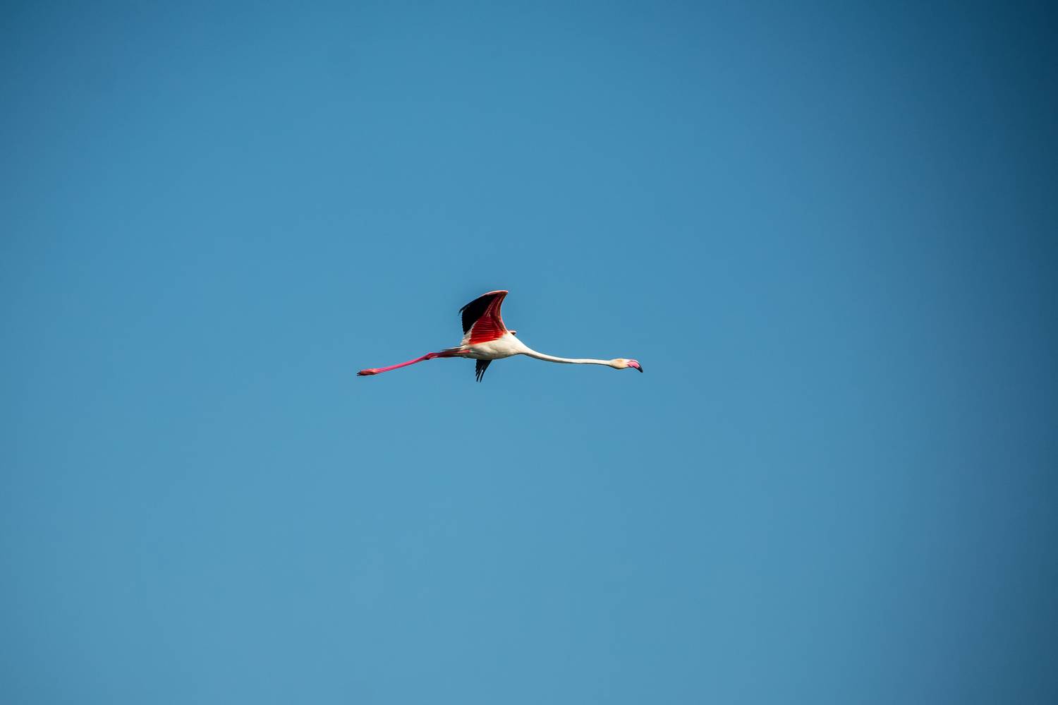 Photo #7005183