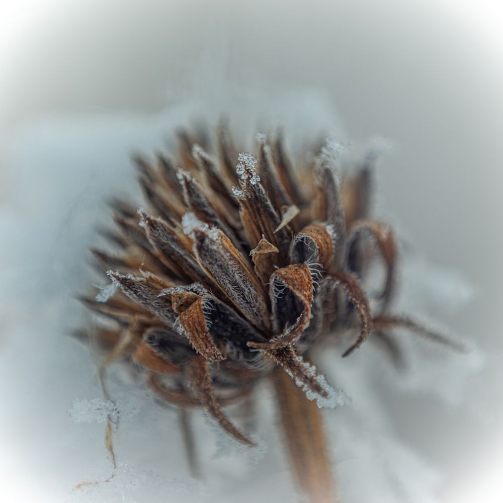 Фотография автора NIKOLAY KALININ