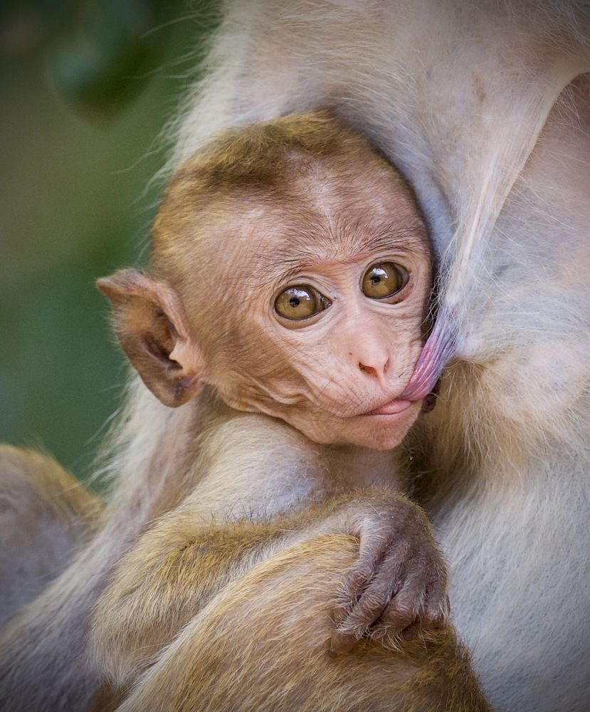 Photograph by Deepal buddika