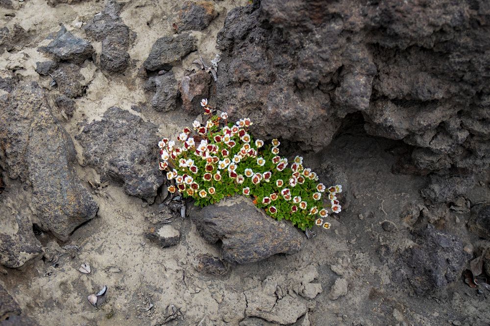 Камнеломка