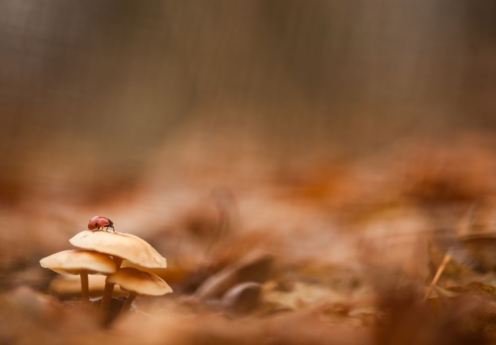 Photograph by Викулов Николай