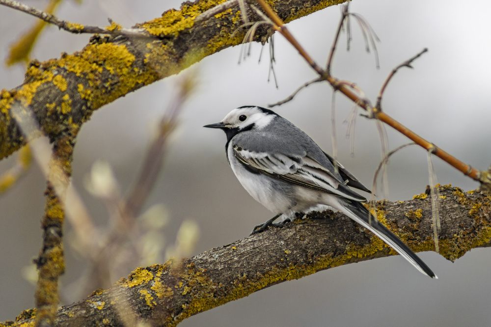 Photograph by Герман Корнеев