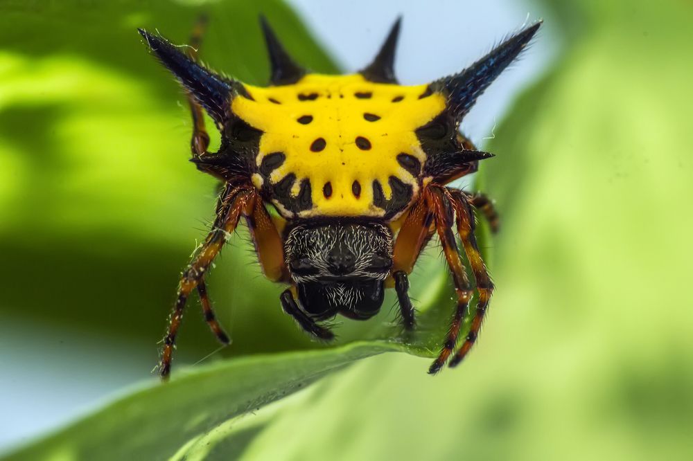 Фотография автора NeCoTi ChonTin