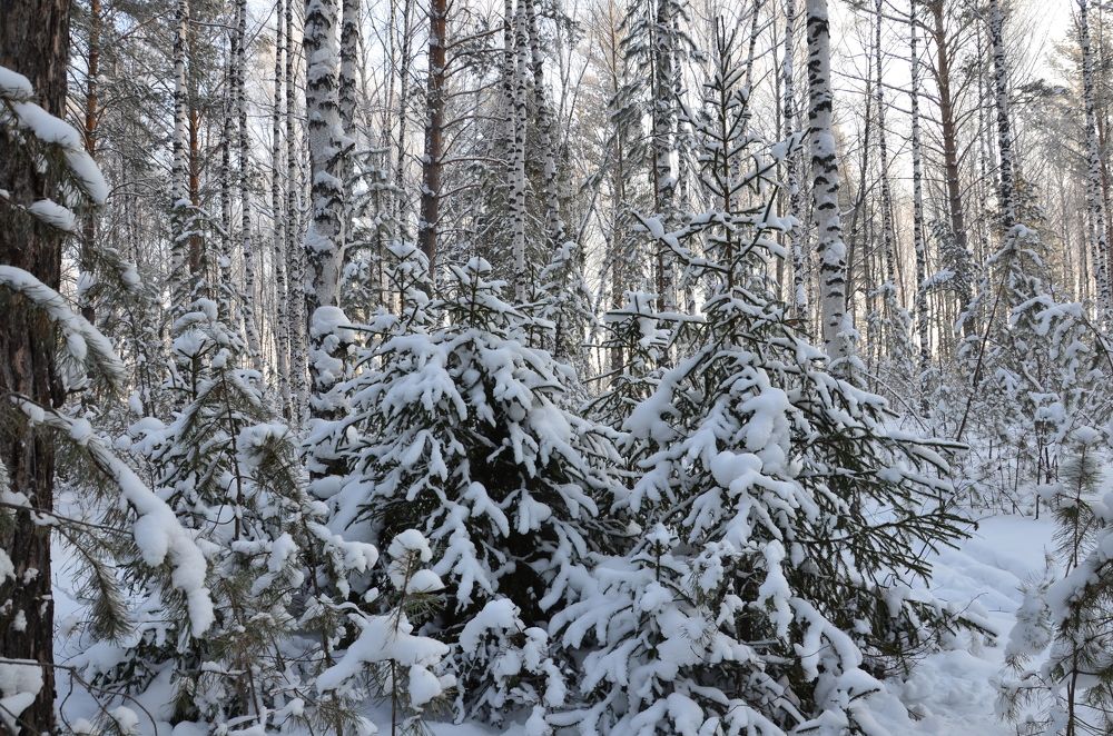 Photograph by Людмила Воропаева