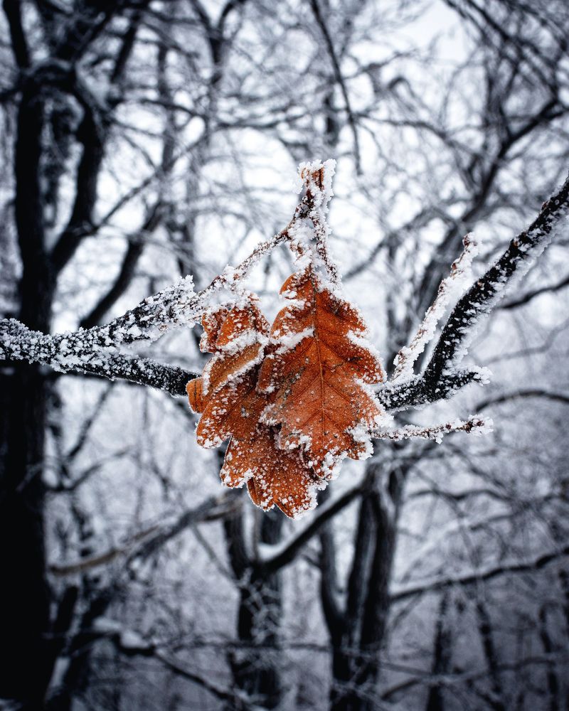 Photograph by Герман Матвеев