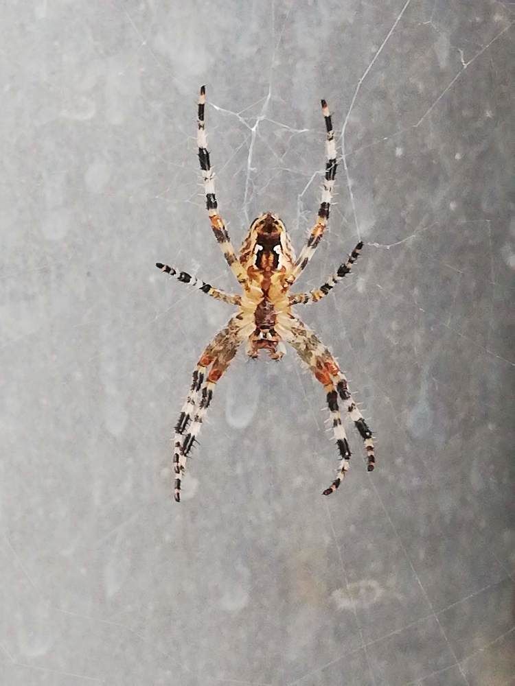 Фотография автора Kiss Gabor