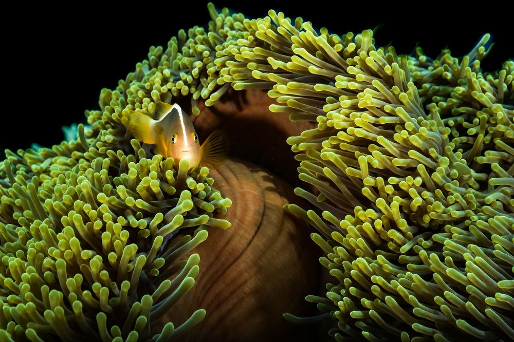 Photograph by Serge Melesan