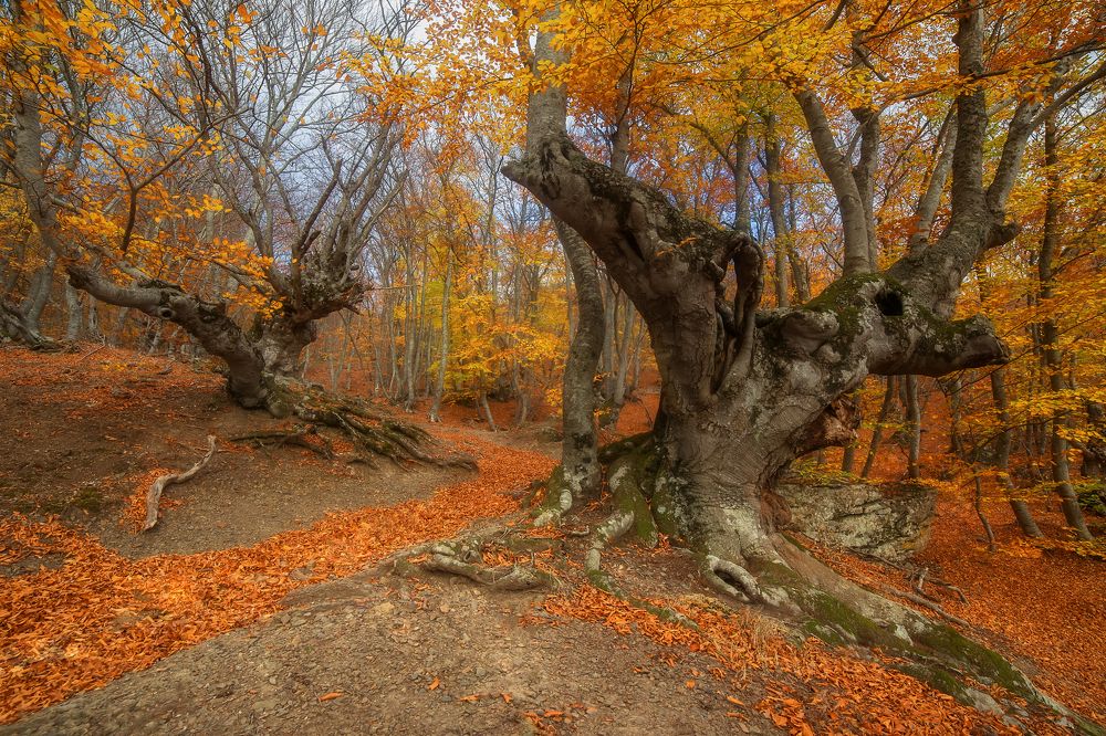 Photograph by Екатерина Дмитренко