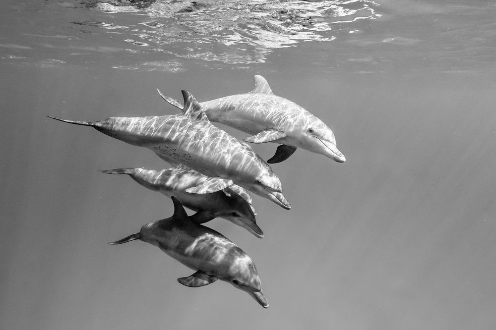 Photograph by Serge Melesan