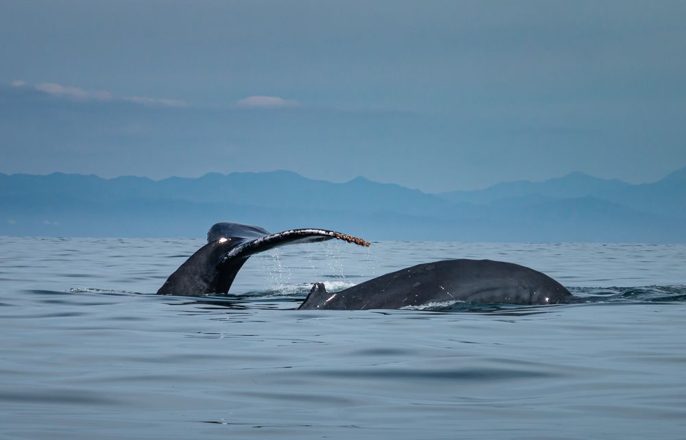 Photograph by Carlos Macias