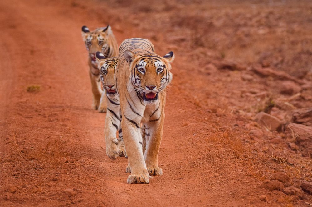 Photograph by Pritam Ghosh